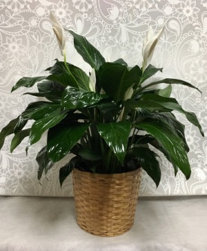 Large Peace Lily Plant in basket  