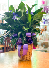 Large Peace Lily (Spathiphyllum) Gift Plant/Sympathy Plant