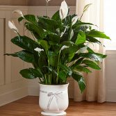 Large Peace Lily With ceramic & comfort ribbon  Funeral & Everyday 