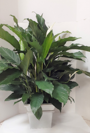 Large Peace Lily  in Tottenham, ON | TOTTENHAM FLOWERS & GIFTS
