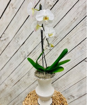 Large Orchid in Ceramic Container 