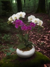 Large Phalaenopsis Orchids Plant