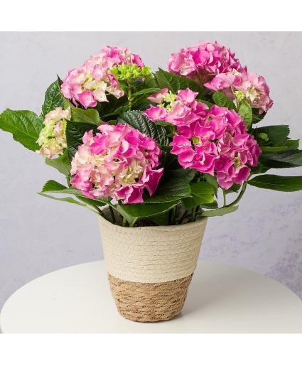Large Pink Hydrangea Plant Mother's Day