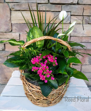 Large Plant & Blooming Basket