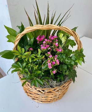 Large Plant & Blooming Basket