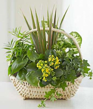 Large Planter Basket PL4 Basket Garden Green Plants