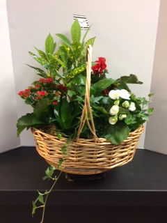 Large planter basket Plant