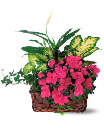 Large planter basket with azaela plants