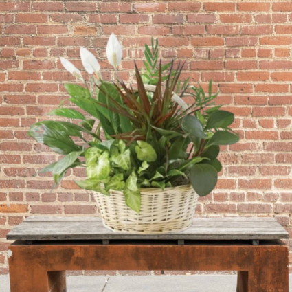 Large Planter in Basket