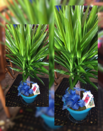 Large Plants  Green plants, may vary, 