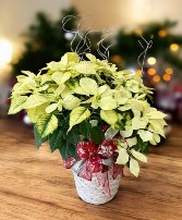 Light Yellow Poinsetta 