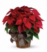 Large Poinsettia 