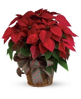 Large Poinsettia  