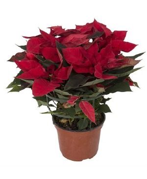 Large Poinsettia 