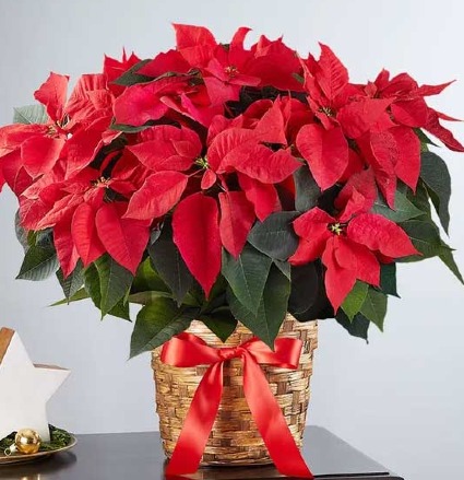 LARGE POINSETTIA BUSH PLANT