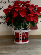 Large Poinsettia Limited Quantity Christmas