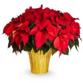  Poinsettia Plant 