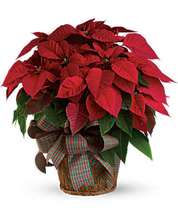 Red Poinsettia Plant in Duluth, GA | Flower Story