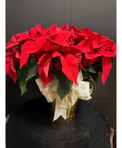 Large Poinsettia - Red Holiday Plant