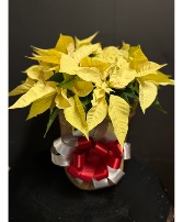 Large Poinsettia - White Holiday Plant