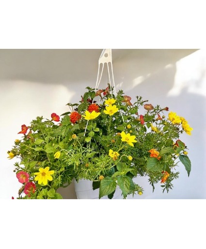 Large Potted Hanger Basket (LGOE)