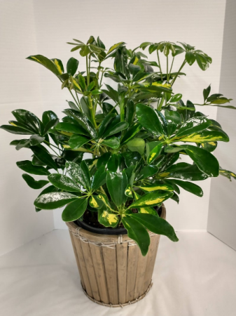 Large Potted Plant 