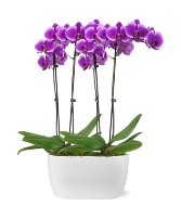 Large Purple Orchid Bowl Blooming Plant