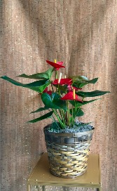 LARGE RED ANTHURIUM PLANT