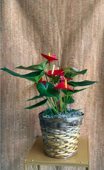 LARGE RED ANTHURIUM PLANT