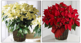 Large Red or White Poinsettia  