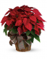Large Red Poinsettia 14" Plant