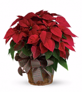 Large Red Poinsettia