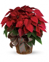 Large Red Poinsettia 