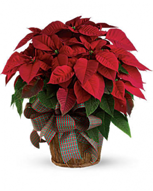 Red Poinsettia Plant 2025 