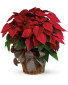 Red Poinsettia Plant 2025 