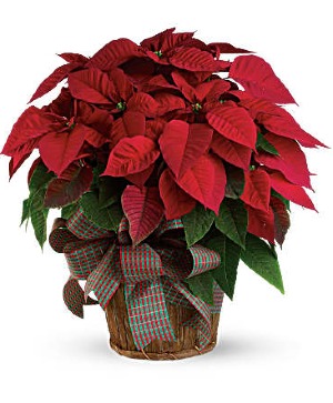 Poinsettia  10" Large 