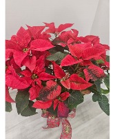 Large Red Poinsettia  