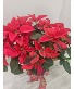 Large Red Poinsettia  