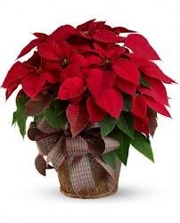 Large Red Poinsettia