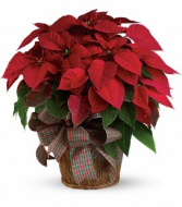 Large Red Poinsettia Christmas