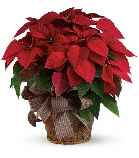 Large Red Poinsettia Christmas