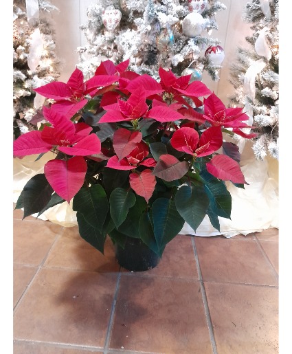 LARGE RED POINSETTIA FLOWERING PLANT