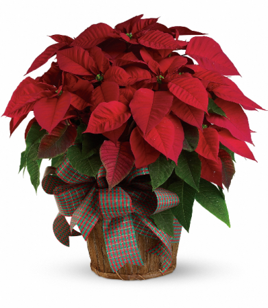 Large Red Poinsettia H1223A