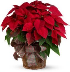 Large Red Poinsettia Holiday Plant