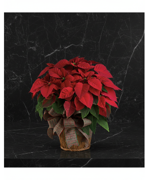 Large red poinsettia Plant