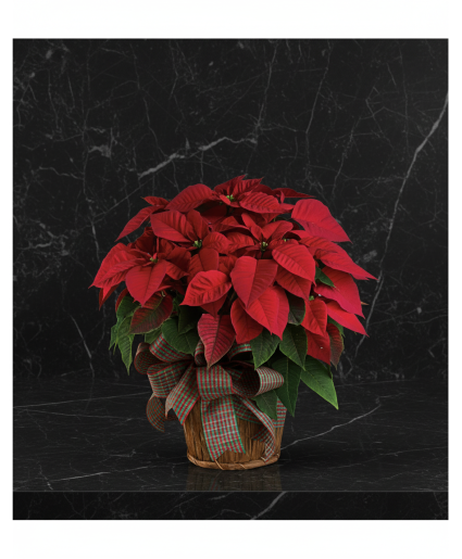 Large red poinsettia Plant