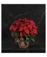 Large red poinsettia Plant