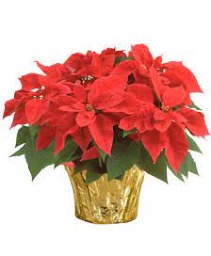  Large Red Pointsettia Also available in white 