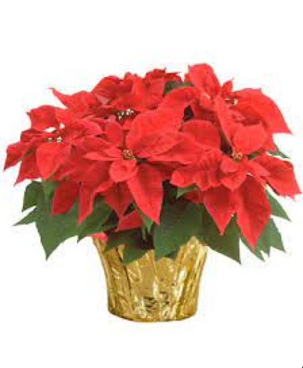  Large Red Pointsettia Also available in white 