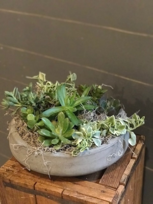 Large round Succulent garden 
